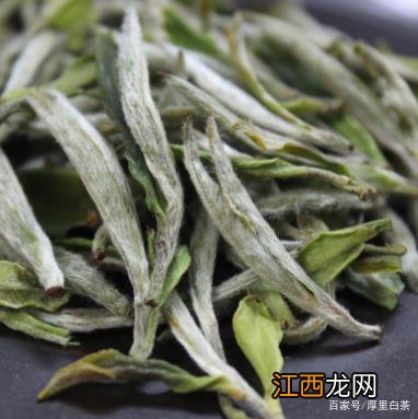 白茶品种怎么分辨