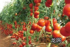 番茄控旺用磷酸二氢钾