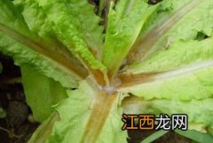 菌核净冶什么病