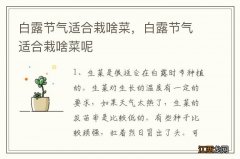 白露节气适合栽啥菜，白露节气适合栽啥菜呢