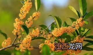 中秋为什么吃桂花 中秋节为什么喝桂花茶