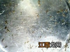 水稻田里的线虫怎么处理