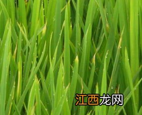 水稻红白线虫的危害