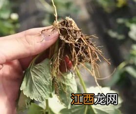 根腐病怎么治