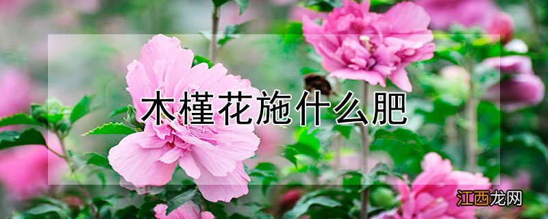 木槿花施什么肥