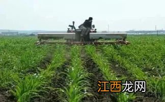 玉米除草剂能和杀虫剂混用吗