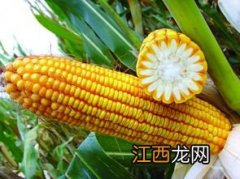 早熟玉米品种有哪些