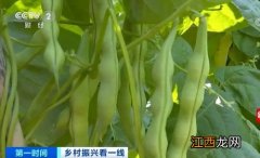 大青豆什么时候种植