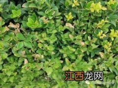 植物炭疽病的防治方法