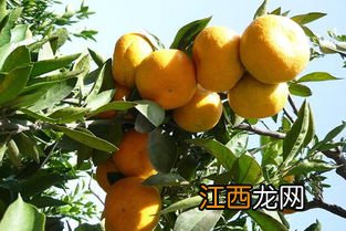 柑橘普洱茶怎么喝