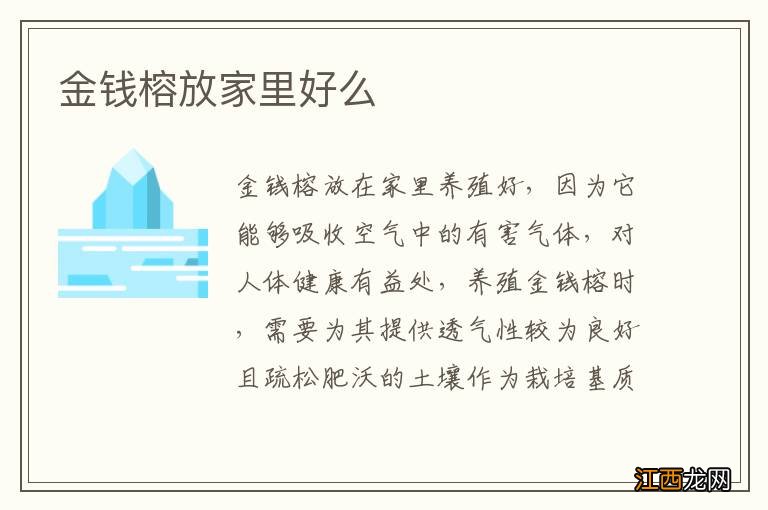 金钱榕放家里好么