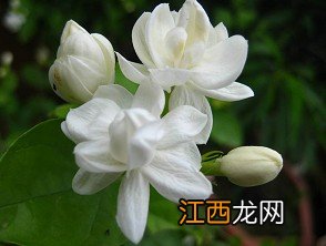 各种花茶的调理偏方大全