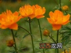 各种花茶的调理偏方大全