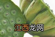 莲蓬能放冰箱保存吗 莲蓬在冰箱可以放多久