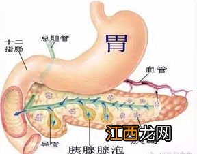 胰腺癌刚刚就发现了有救吗-胰腺癌刚发现到死要多长时间