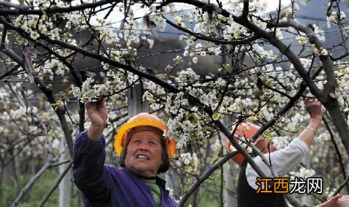 梨树授粉时间