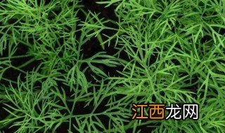 秋分能种茴香吗 秋分能种茴香吗北方