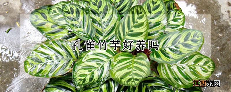 孔雀竹芋好养吗