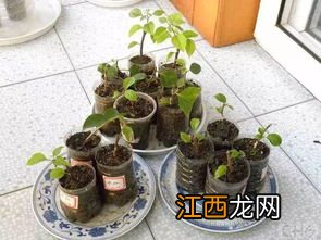 三角梅7月份能扦插吗