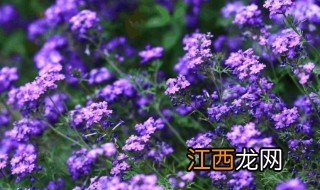 秋分以后能种美女樱吗 美女樱什么季节播种