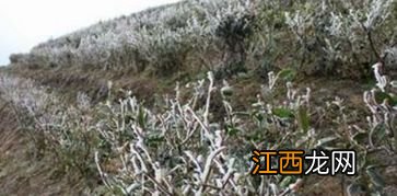 茶被霜冻怎么办