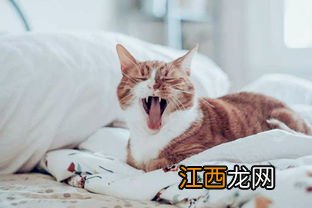 被猫抓了一下轻微破皮要打针吗-被猫抓了怎么判断有没有事