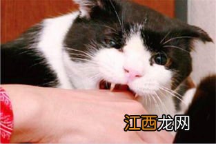 被猫抓了一下轻微破皮要打针吗-被猫抓了怎么判断有没有事