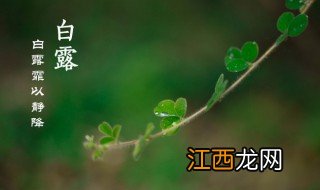 白露节气种什么好 白露节气适合养什么