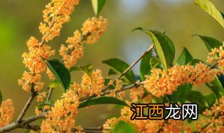 中秋吃桂花寓意着什么 中秋吃桂花寓意