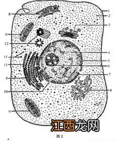 种子放到第二年还能种吗-隔年的种子能不能种出来