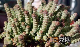 钱串子夏季怎么浇水 钱串子绿植冬天多久浇水