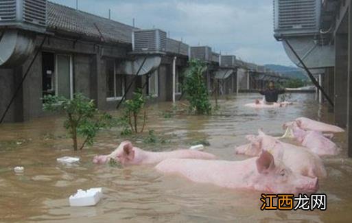 洪水灾害极易造成疫病流行 灾后预防动物疫病措施