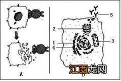 得了霍乱的人的图片-霍乱的症状传播途径