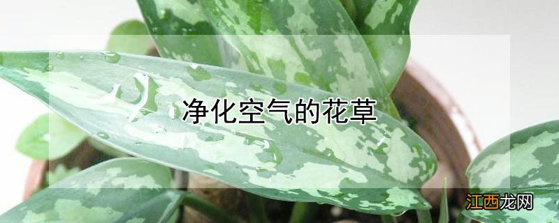 净化空气的花草