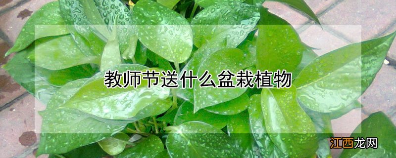 教师节送什么盆栽植物