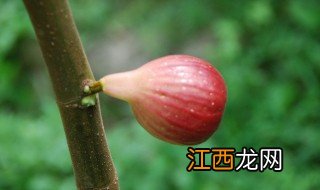 无花果几月发芽 无花果介绍