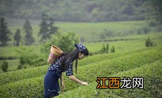 弯工茶怎么样