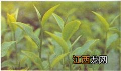 清凉山磨锅茶怎么样