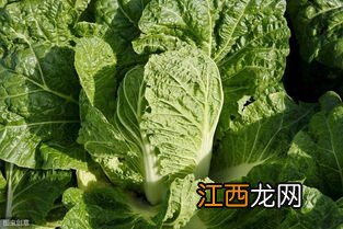 下关四星大白菜怎么样