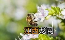 被蜜蜂蛰伤怎么办