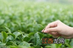 茶叶有农药残留怎么办