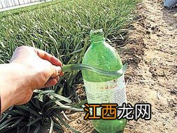 茶叶有农药残留怎么办