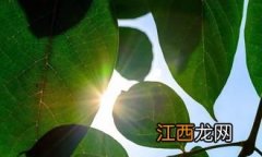 2022三伏天最热是哪个伏天-三伏天最热的是中伏还是末伏2022