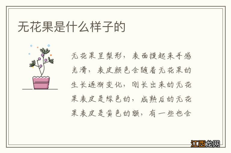 无花果是什么样子的