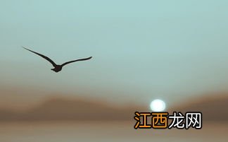 为天下苍生祈福，放生的意义