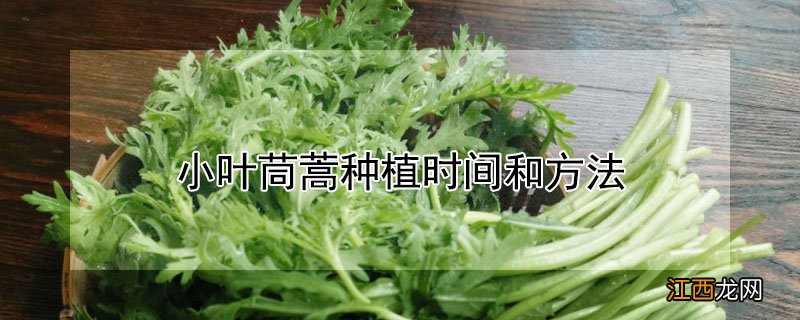 小叶茼蒿种植时间和方法