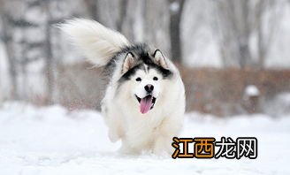 阿拉斯加犬多少钱一只-阿拉斯加犬好养吗