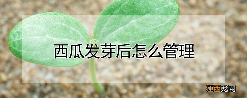 西瓜发芽后怎么管理