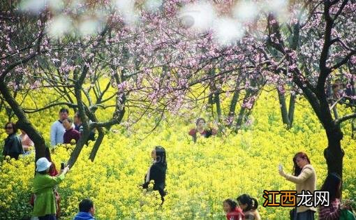 春天外出踏青注意事项 花草虽美小心有毒