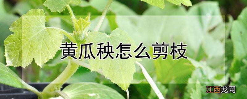 黄瓜秧怎么剪枝